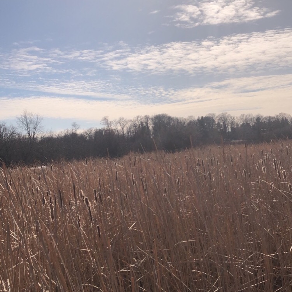 Meet your Posher, Violet